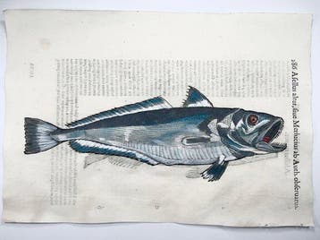 Aldrovandi; Fish, Hake & Haddock - Folio with 2 hand, Antiek en Kunst