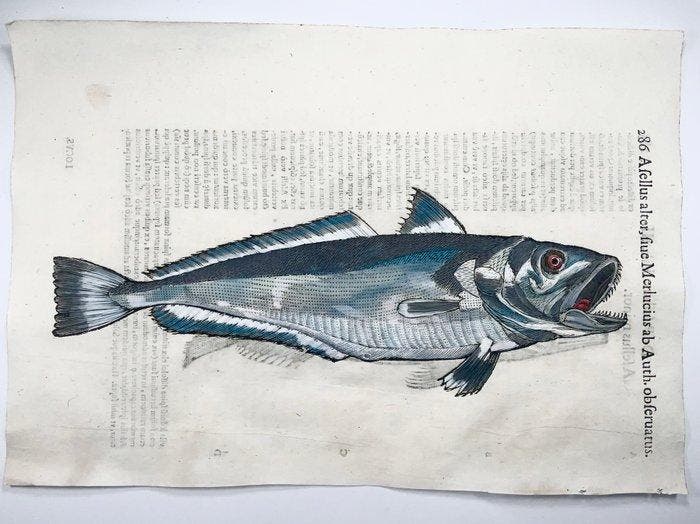 Aldrovandi; Fish, Hake & Haddock - Folio with 2 hand, Antiek en Kunst, Antiek | Boeken en Manuscripten