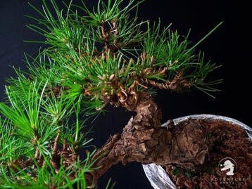 Den bonsai (Pinus) - Hoogte (boom): 30 cm - Diepte (boom):