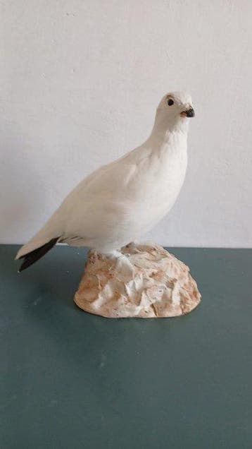 perdrix blanche Support de corps entier pour taxidermie -