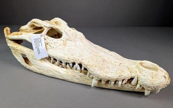 Siamese krokodil Schedel - Crocodylus siamensis (with farm, Nieuw