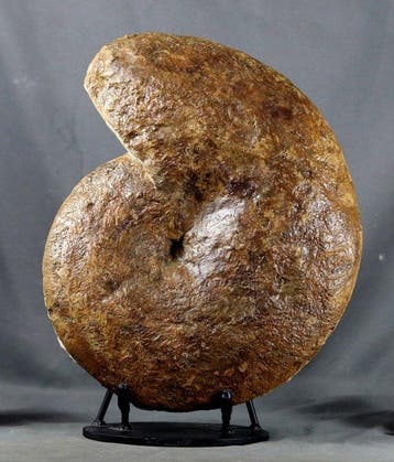 Grote decoratieve ammoniet op voet - 46 cm - Gefossiliseerd