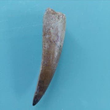 Spinosaurus - Fossiele tand - 66 mm - 17 mm