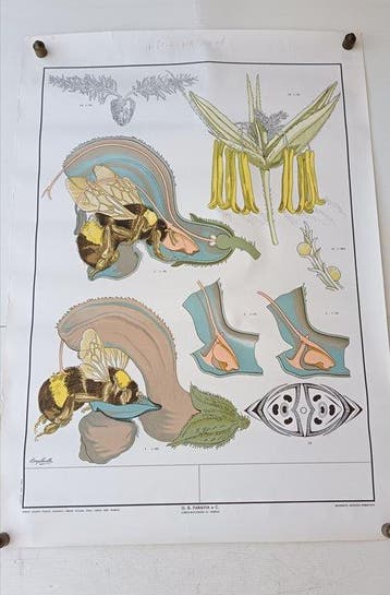 G. B. Paravia e C. - (19) poster didattici scolastici -