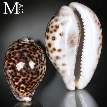 Cypraea Tigris Pardalis – Nha Trang, Vietnam – 110 mm –, Nieuw