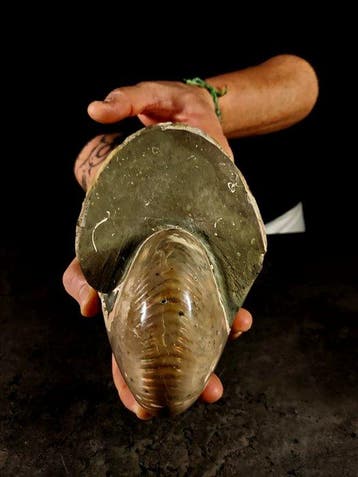 gefossiliseerde nautilus - Gefossiliseerd dier - cymatoceras, Verzamelen, Mineralen en Fossielen