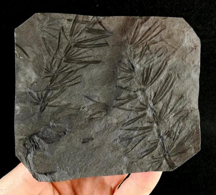 Fossiele plant met uitzonderlijk goed bewaard gebleven!! -, Verzamelen, Mineralen en Fossielen