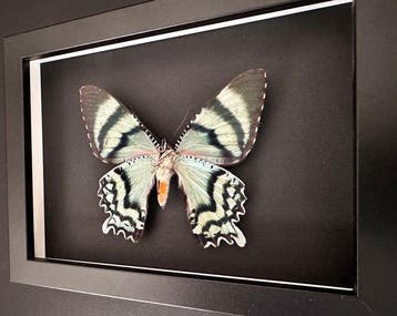 Mot Taxidermie volledige montage - Alcides Orontes - 15 cm -
