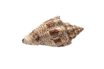 Hebreeuwse voluut - zeeslak  RARITEIT Taxidermie, Nieuw