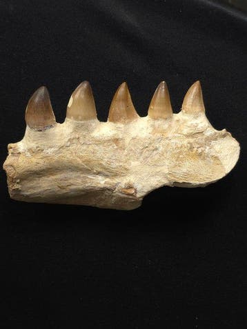 Mosasaurus - Fossiele tand - 16 cm, Verzamelen, Mineralen en Fossielen