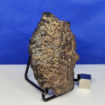 CK koolstofhoudende chondriet meteorit. Prachtig, volledig