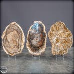Natuurlijke schijfjes versteend hout set – gepolijste