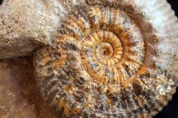 Ammoniet - Gefossiliseerde schelp - Hammatoceras insigne -