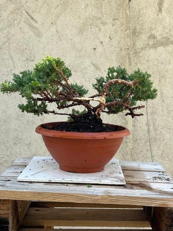 Jeneverbes bonsai (Juniperus) - Hoogte (boom): 18 cm -