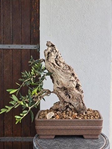 Bonsaï Olivier (Olea europaea) - Hauteur (arbre) : 40 cm -, Antiquités & Art