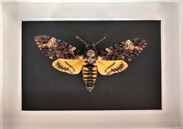 Papillon de nuit Support de corps entier pour taxidermie -