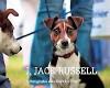 I Jack Russell 9781861543219 Andy Hughes, Boeken, Verzenden, Gelezen, Andy Hughes