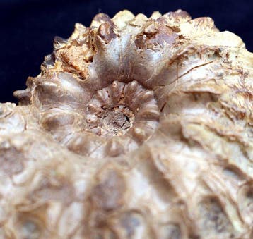 Ammonite de Troyes - Coquillage fossilisé - Hoplites