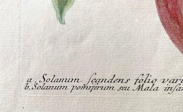 Johann Wilhelm Weinmann (1683-1741) - Melanzana, Originale-
