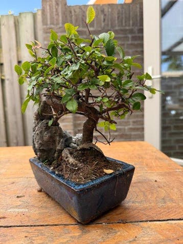 Bonsaï Orme de Chine (Ulmus parviflora) - Hauteur (arbre) :