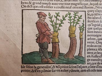 Sebastian Münster (1489–1552) - Cosmographie Universelle -