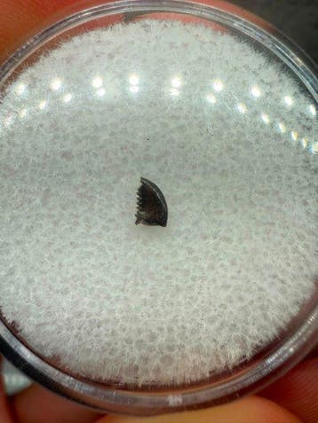 Dinosaurus - Fossiele tand - Pectinodon Bakkeri - 5 mm