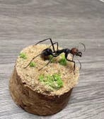 Camponotus singularis Support mural pour taxidermie -