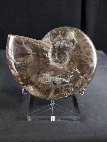 Ammoniet - Gefossiliseerd dier - Ammonite Cleoniceras on