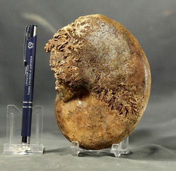 Fijn ammoniet - Gefossiliseerd dier - Phylloceras