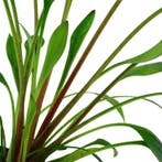 Cryptocoryne x willisii - In Vitro, Dieren en Toebehoren, Verzenden, Nieuw