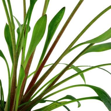 Cryptocoryne x willisii - In Vitro, Dieren en Toebehoren, Vissen | Aquaria en Toebehoren, Nieuw, Verzenden