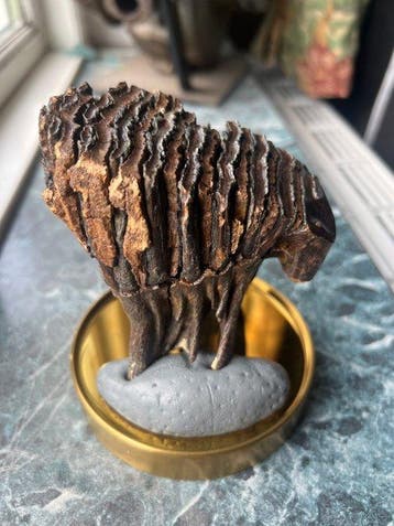Baby Wolly Mammoth - Fossiele tand - Molar