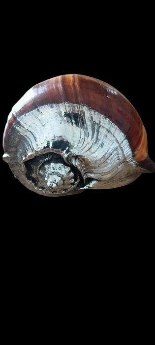 Conque Coquillage marin - Cypraea tigris- Turbo marmoratus-, Antiek en Kunst