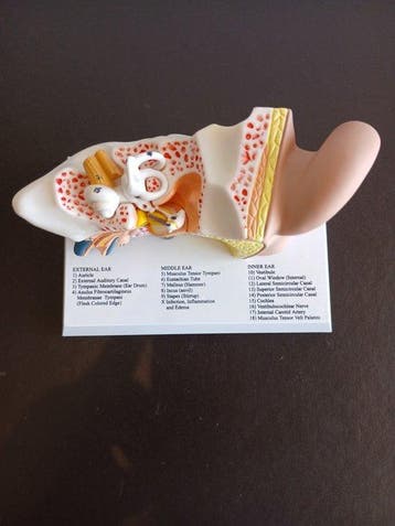 Anatomisch model - Plastic - 2010-2020 - Geen reserveprijs!