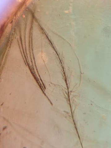 Birmese barnsteen - Barnsteen - Dinosaur Or Bird Hair