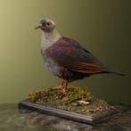 Kuifkwartelduif Taxidermie Opgezette Dieren By Max, Ophalen of Verzenden, Nieuw, Vogel, Opgezet dier