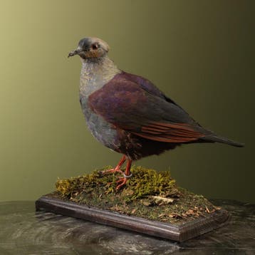 Kuifkwartelduif Taxidermie Opgezette Dieren By Max, Ophalen of Verzenden, Opgezet dier