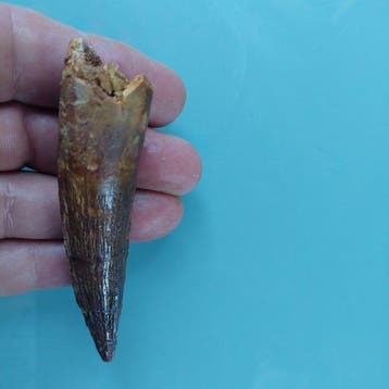Spinosaure - Dent fossile - 90 mm - 20 mm, Collections, Minéraux & Fossiles
