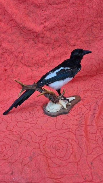 Pastei - Ree Taxidermie wandmontage - Pica pica - Capreolus