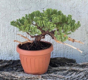 Jeneverbes bonsai (Juniperus) - Hoogte (boom): 17 cm -