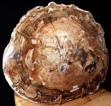 Plaque de bois pétrifié - Bois fossilisé - Araucaria - 35.5