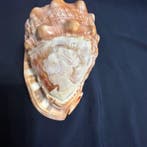 Bloksnijwerk/relief, Muschel-Kamee - 7.5 cm - Schelp