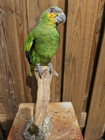 Oranje vleugel amazone Taxidermie volledige montage -, Verzamelen, Nieuw