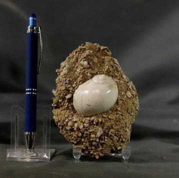 Uitzonderlijke fossiele schelp - Grote maat - Op originele
