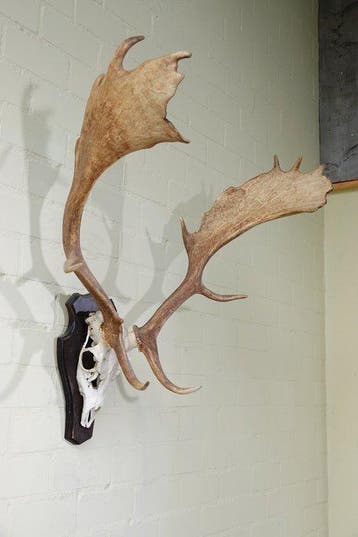 Fallow Buck Trophy Schedel - Dama dama - 53 cm - 86 cm - 75, Nieuw