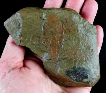 Primitief enigmatisch dier!!! - Conularia - Gefossiliseerd