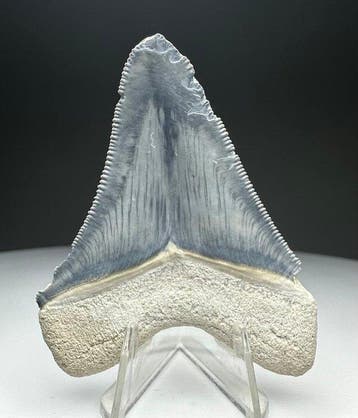 Mégalodon - Dent fossile - 5.5 cm - 4.5 cm, Verzamelen