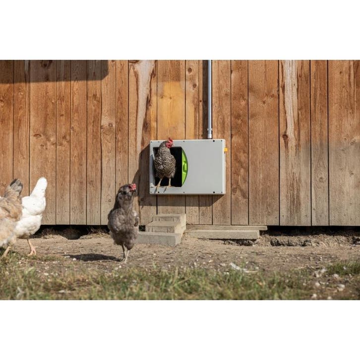 Porte poulet smartcoop - kerbl, Dieren en Toebehoren, Pluimvee | Toebehoren