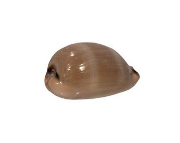 Uitstekende 45 mm Luria lurida - Prachtige gestreepte luride