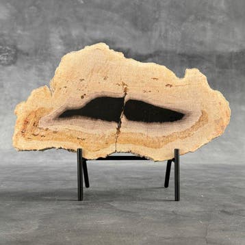 Prachtige plak versteend hout op een maatwerk standaard. -